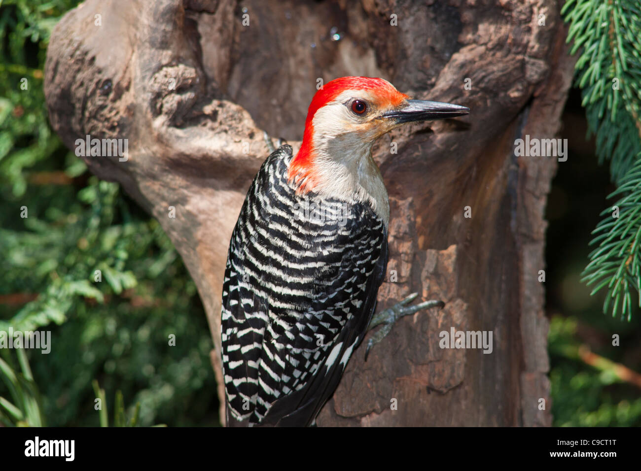 Red-bellied Woodpecker, Melanerpes carolinus, in backyard wildlife habitat in McLeansville, North Carolina. Stock Photo