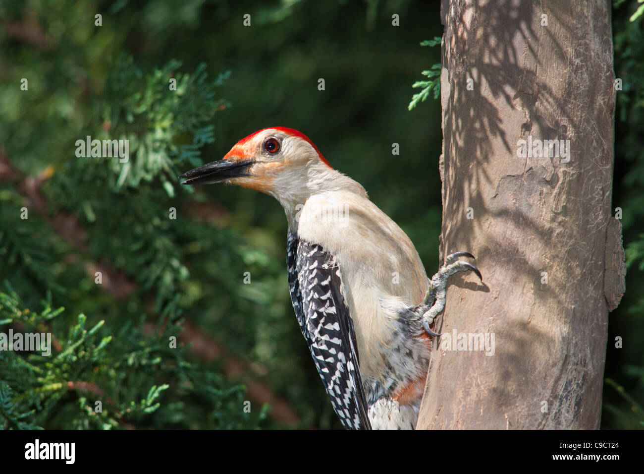Red-bellied Woodpecker, Melanerpes carolinus, in backyard wildlife habitat in McLeansville, North Carolina. Stock Photo