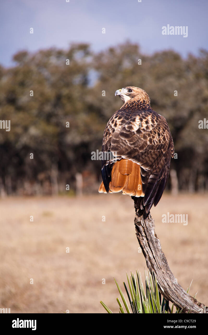 Red-tailed Hawk, Buteo jamaicensis, at Block Creek Natural Area, a coalition of conservation oriented ranchers in Central Texas. Stock Photo