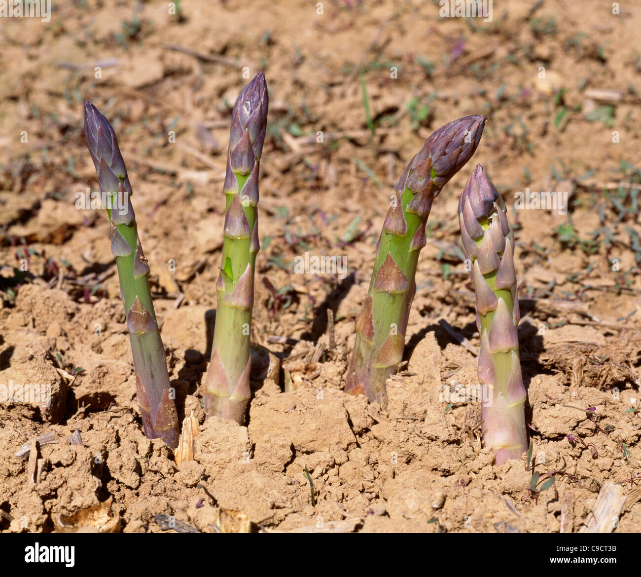 Asparagus 'Jersey Giant' Stock Photo Alamy