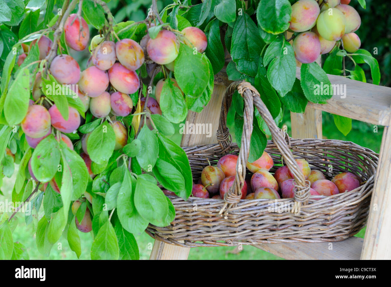 Victoria plum tree with ripe fruit in basket and step ladder, UK, August Stock Photo