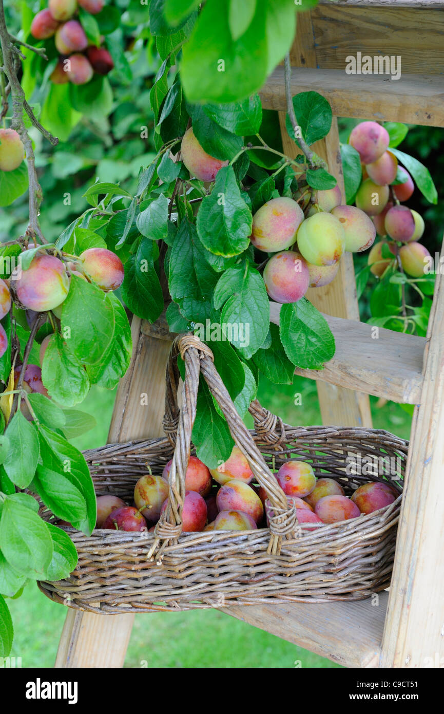 Victoria plum tree with ripe fruit in basket and step ladder, UK
