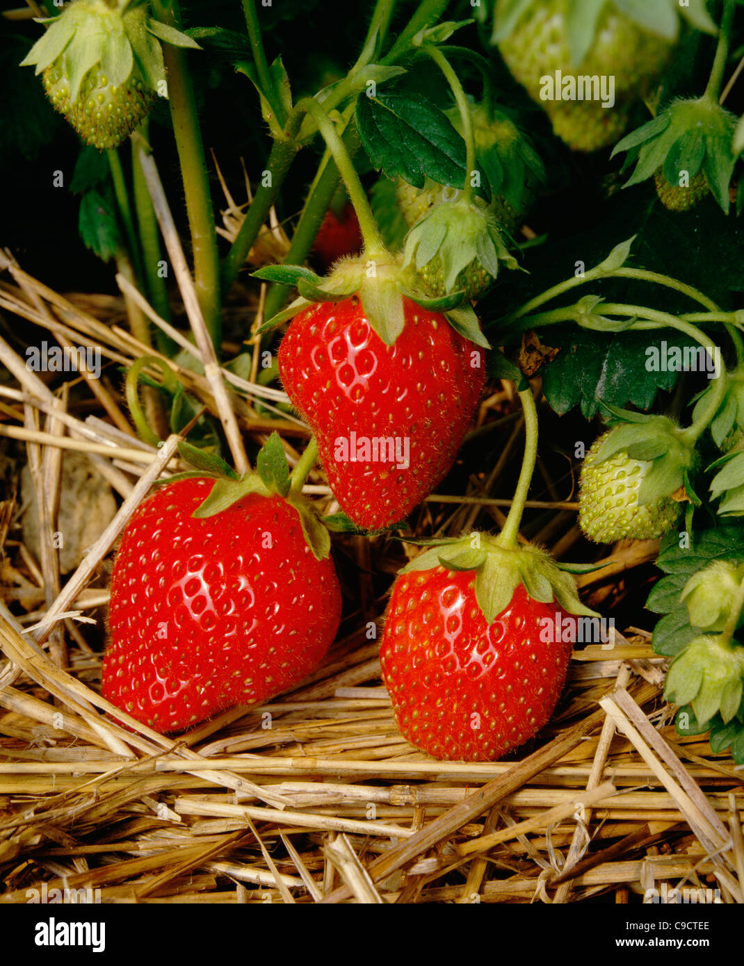 Strawberries plant hi-res stock photography and images - Alamy