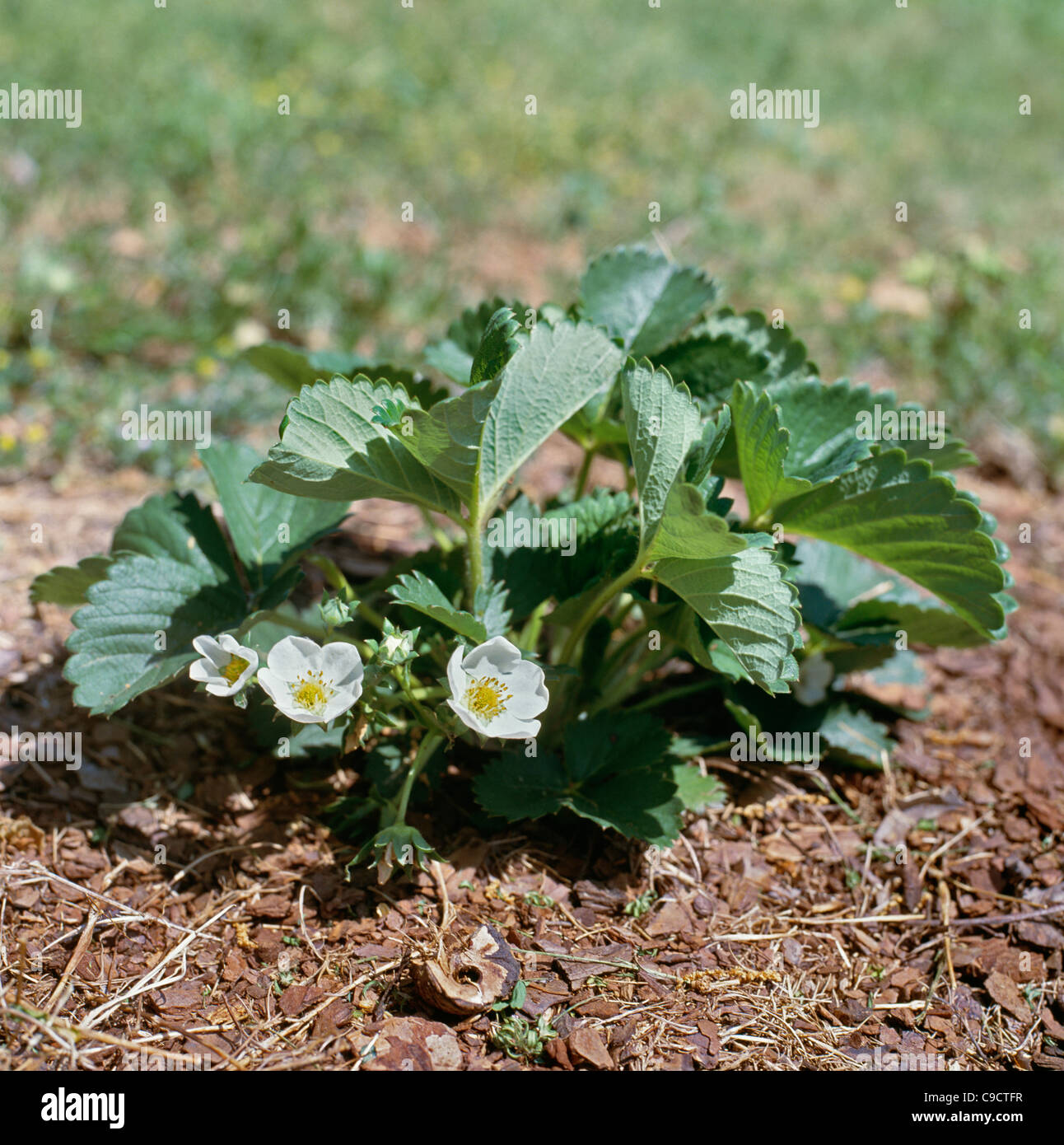 Strawberry plant with blossoms growing in field Stock Photo - Alamy
