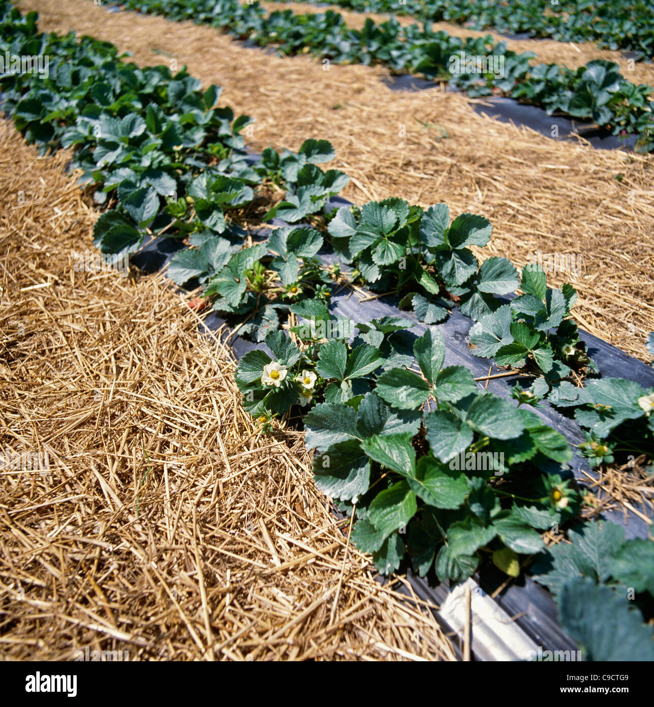 Rows of strawberries growing in field with straw for ground cover to