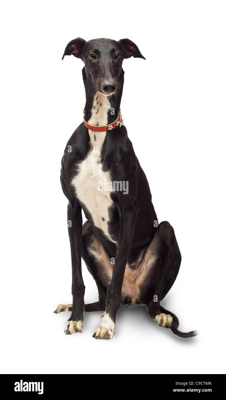 Greyhound Dog Sitting