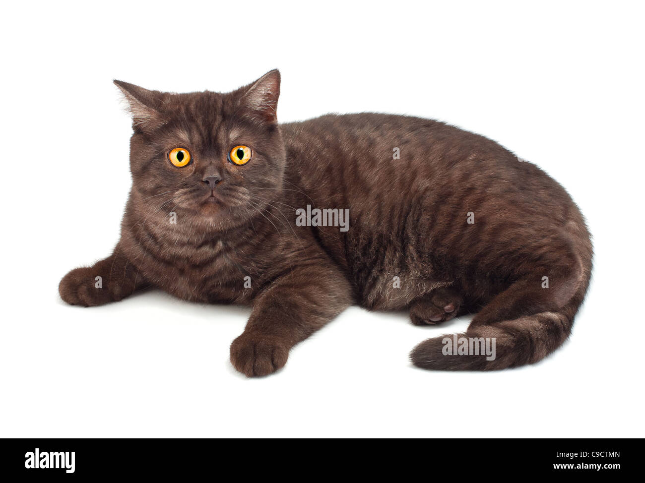 British chocolate cat on white Stock Photo Alamy