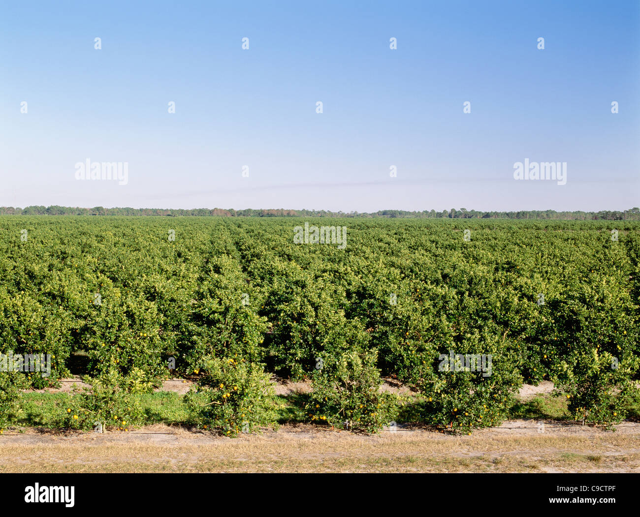 Florida oranges Valencias orange grove, Florida Stock Photo Alamy