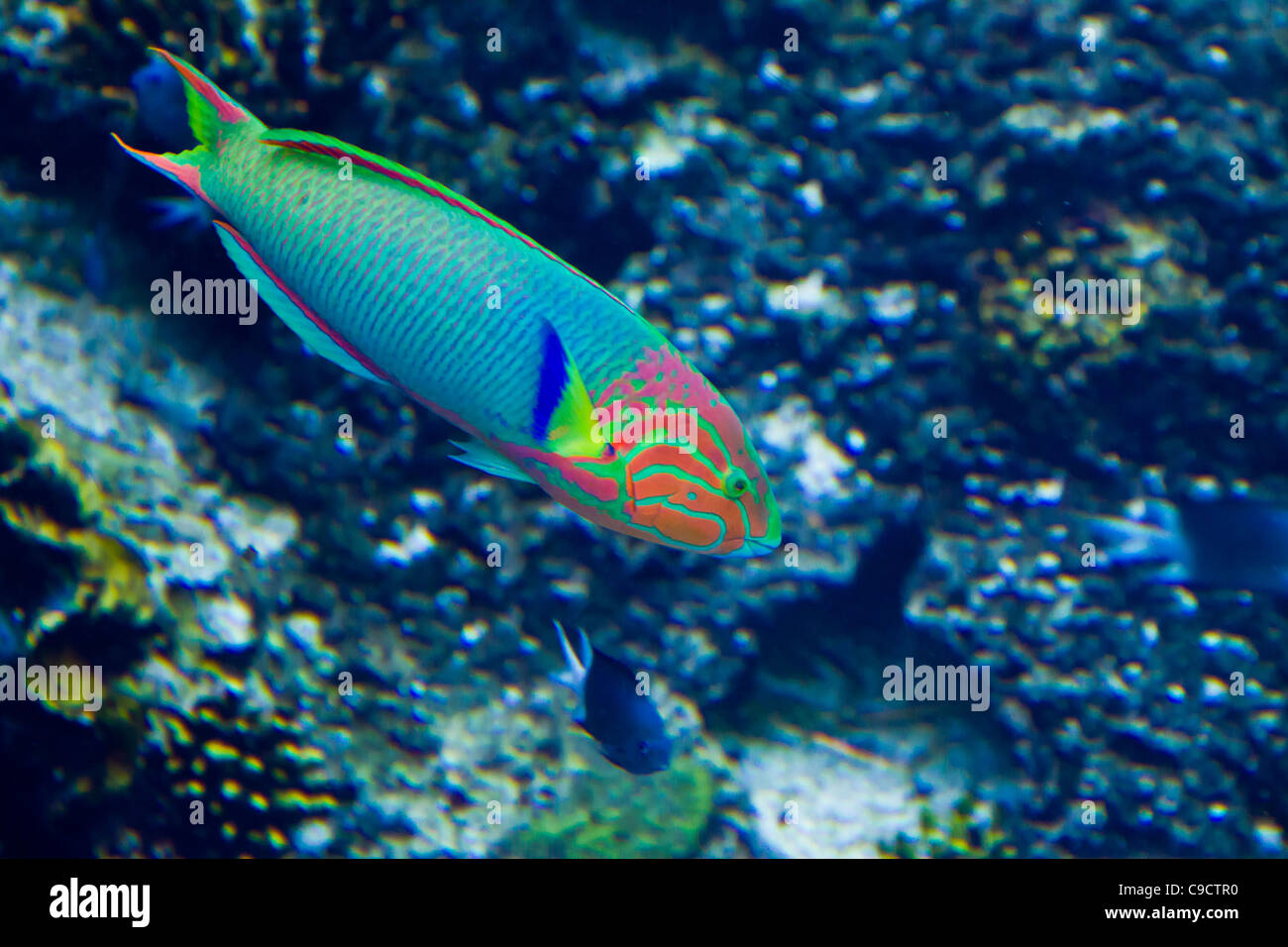 Rainbow parrotfish, australia hi-res stock photography and images - Alamy