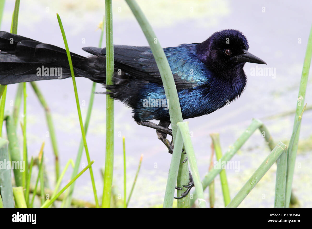Boat-tailed grackle Stock Photo