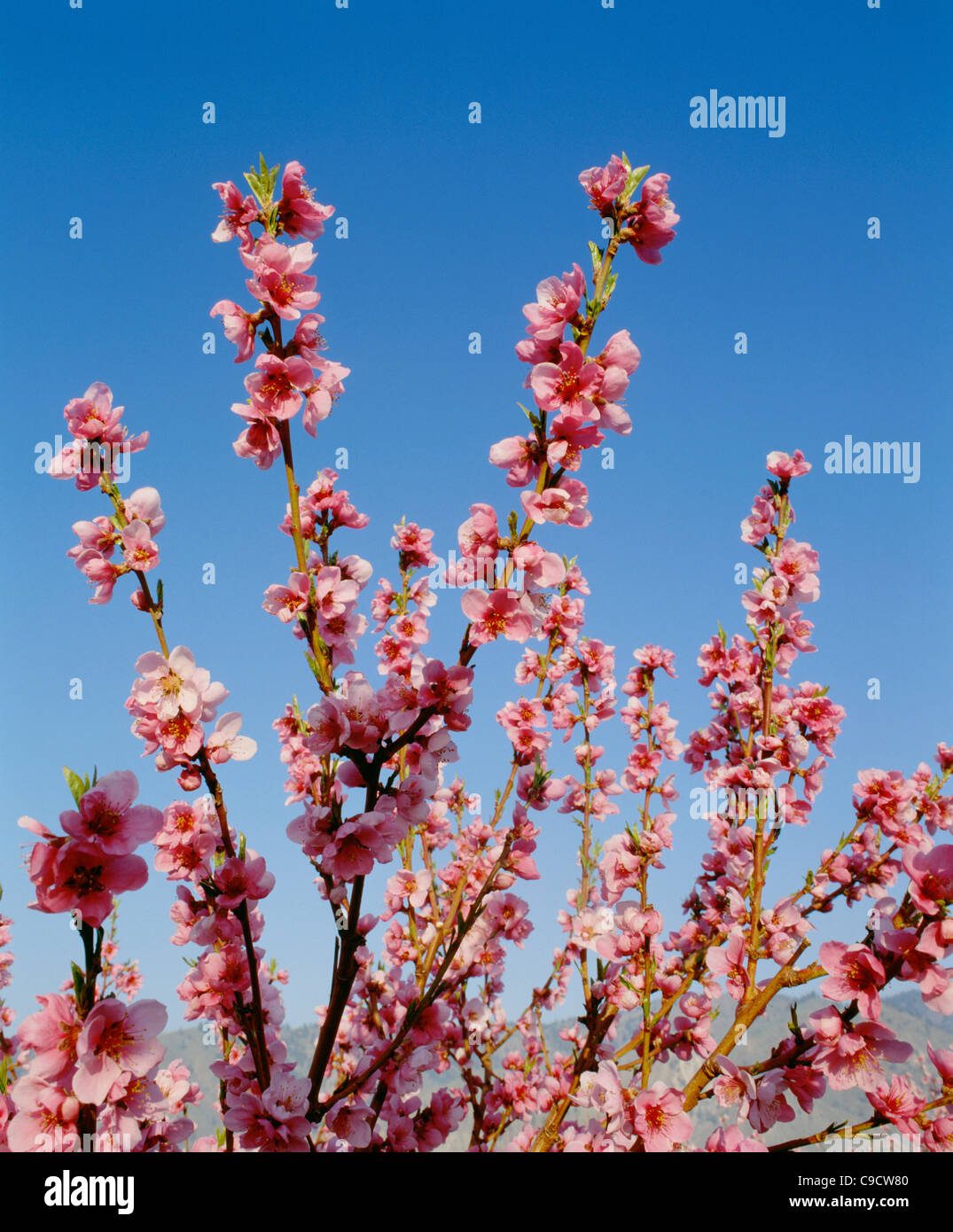 Nectarine tree in bloom Stock Photo Alamy