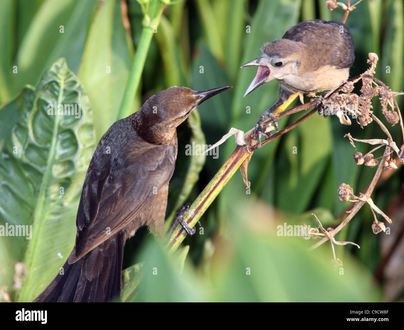 Boat-tailed grackle with chick Stock Photo