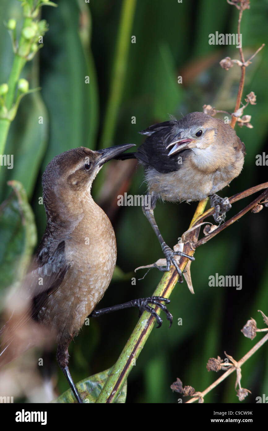 Boat-tailed grackle fledgling Stock Photo