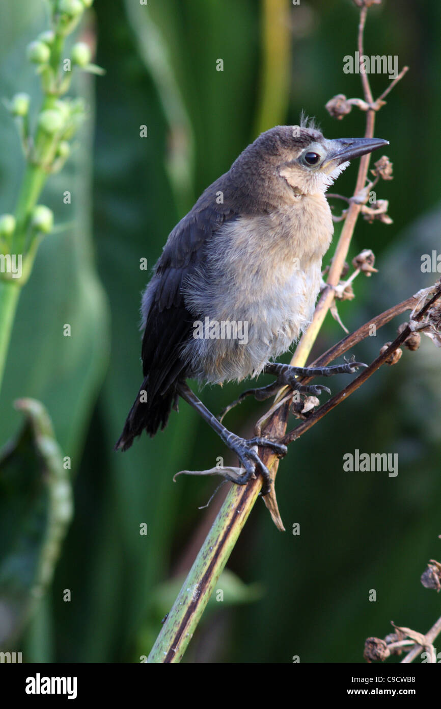 Boat-tailed grackle fledgling Stock Photo