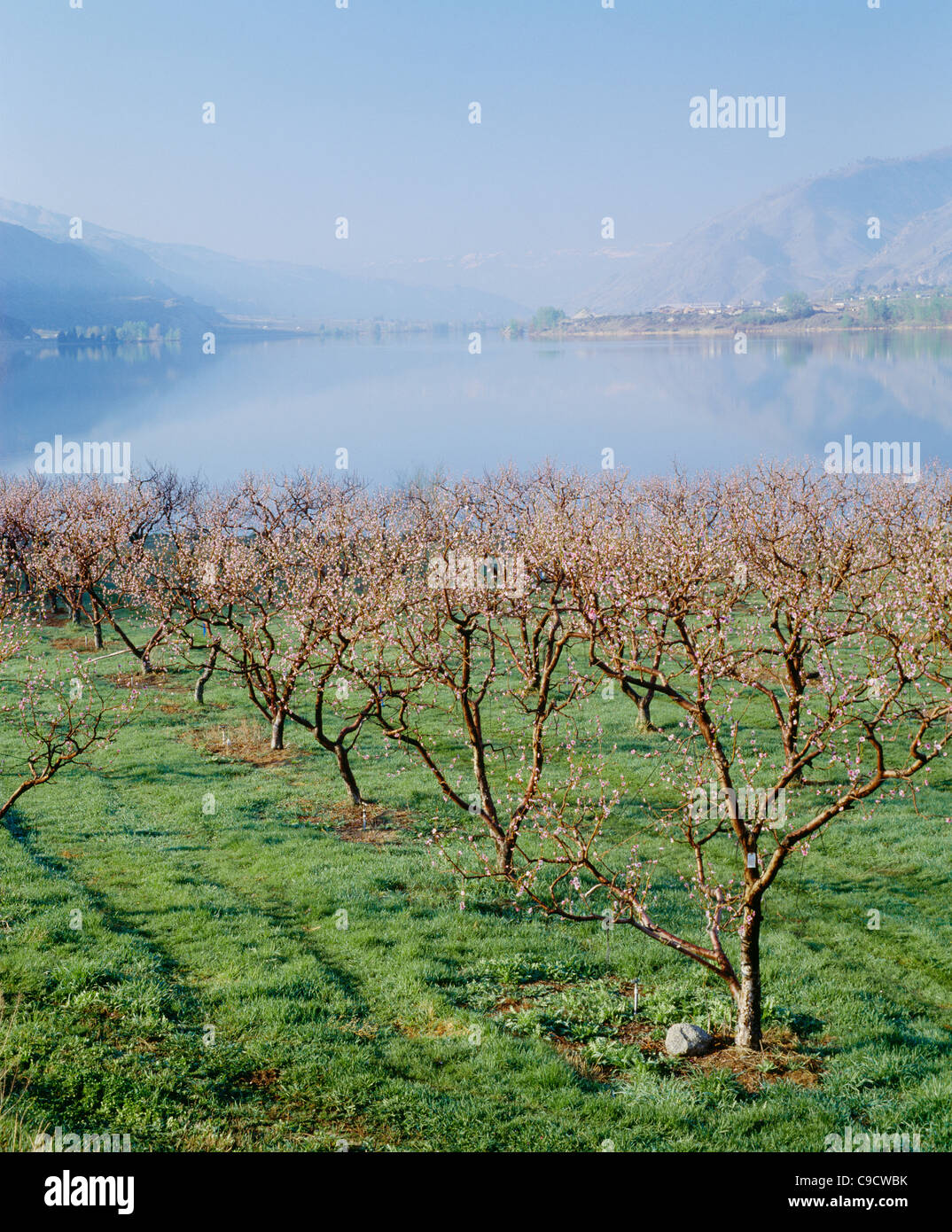 Peach blossoms in vineyard Stock Photo Alamy