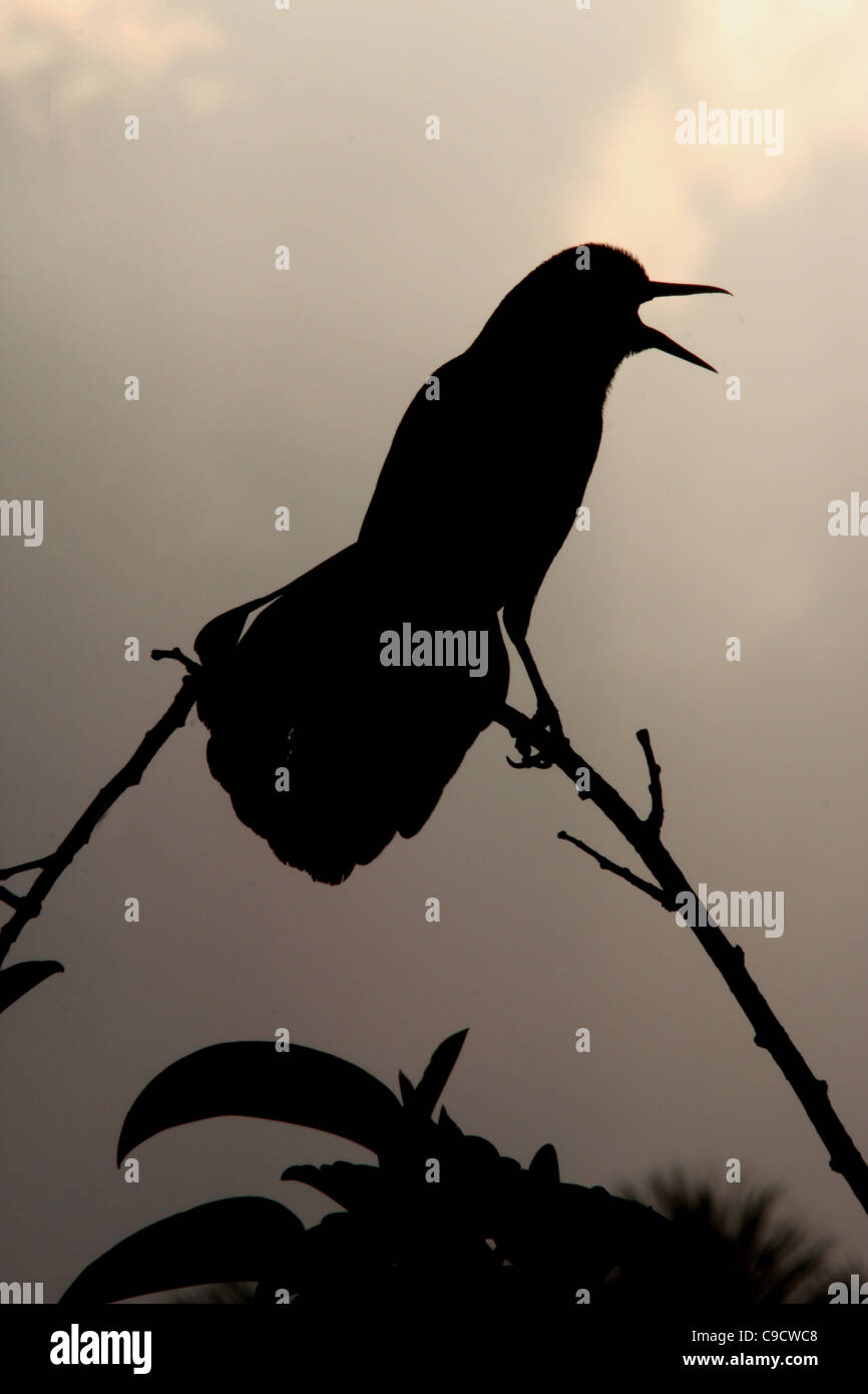 Boat-tailed grackle silhouette Stock Photo