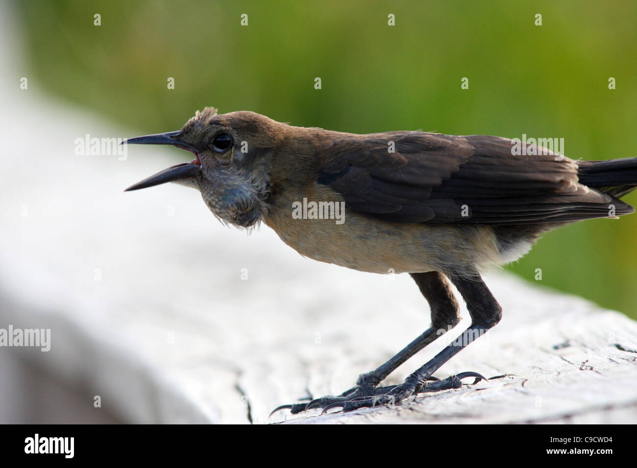 Boat-tailed grackle with tumor Stock Photo