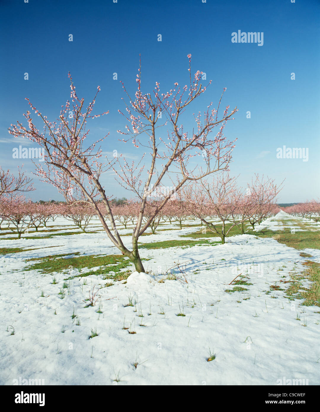 peach orchard hires stock photography and images Alamy