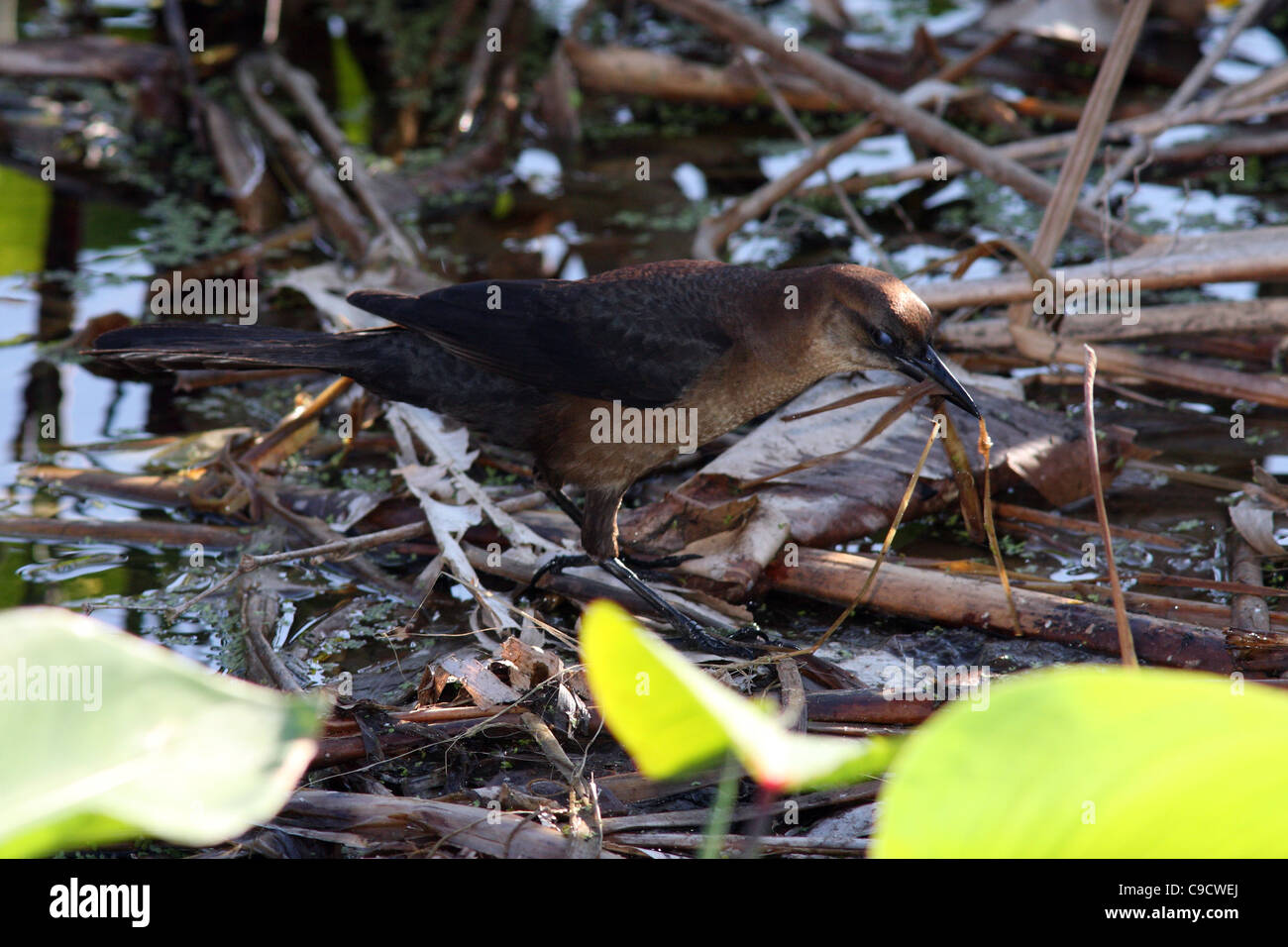 Boat-tailed grackle collecting nesting material Stock Photo