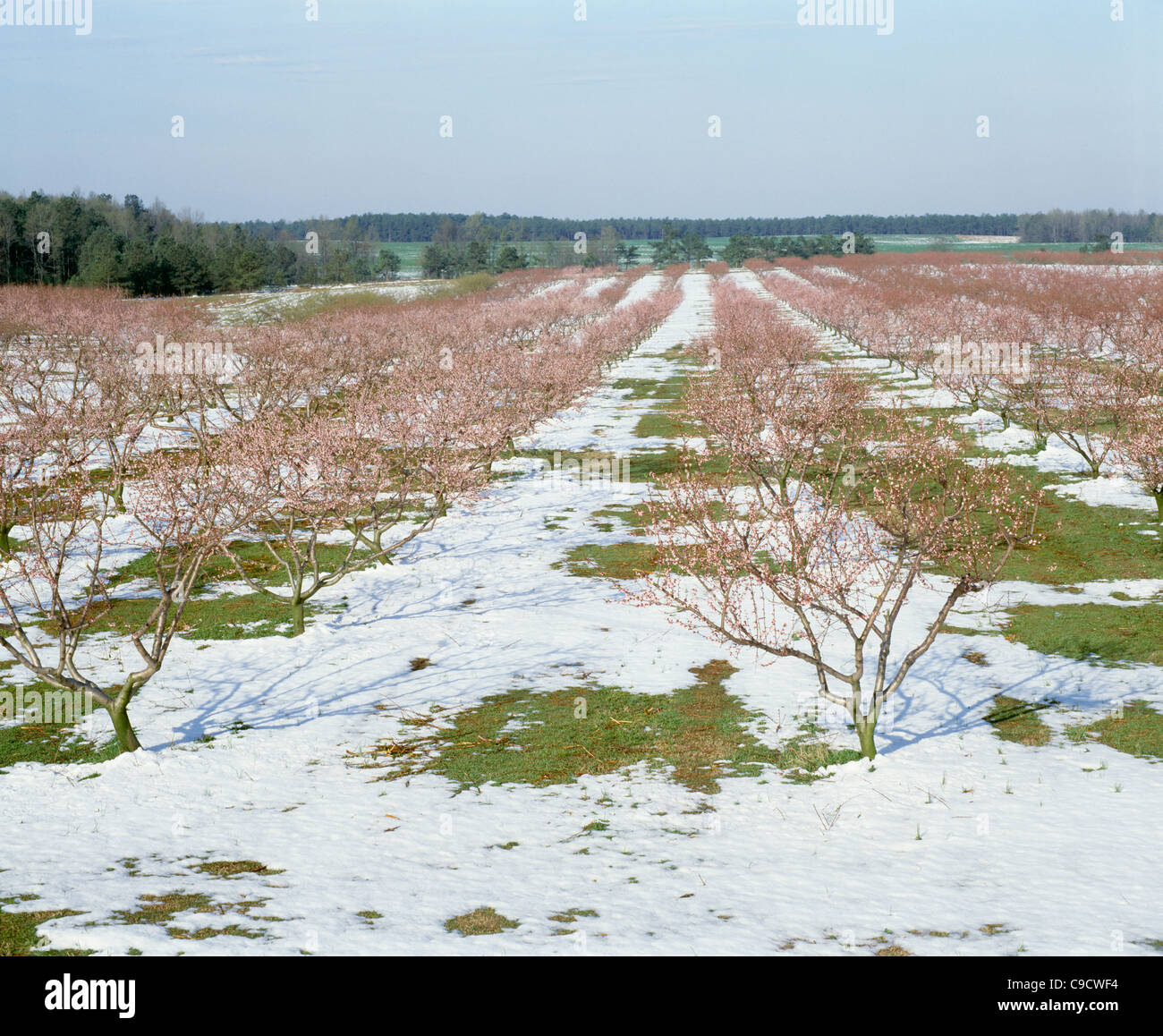 The peach hires stock photography and images Alamy