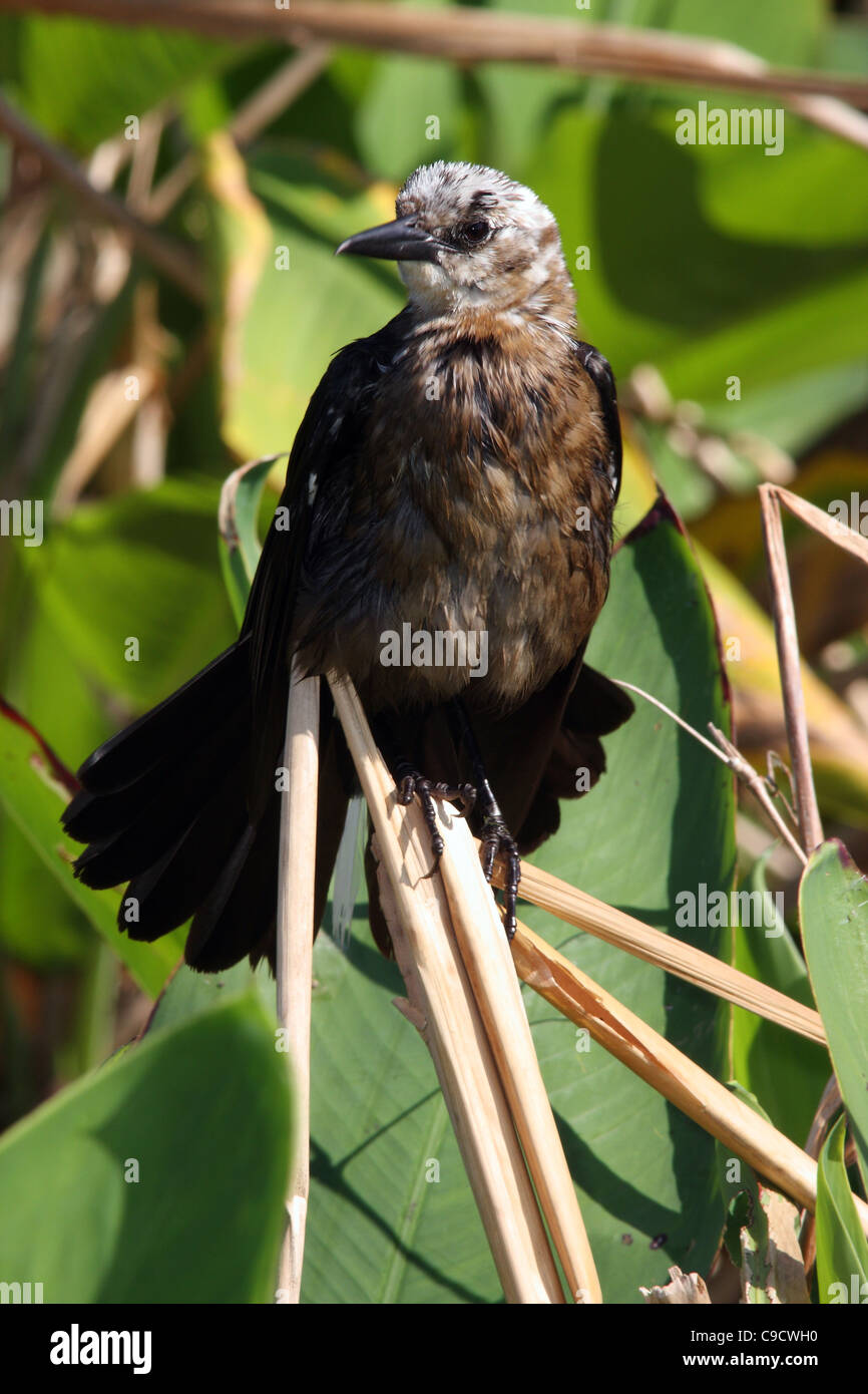 Boat-tailed grackle with white head Stock Photo