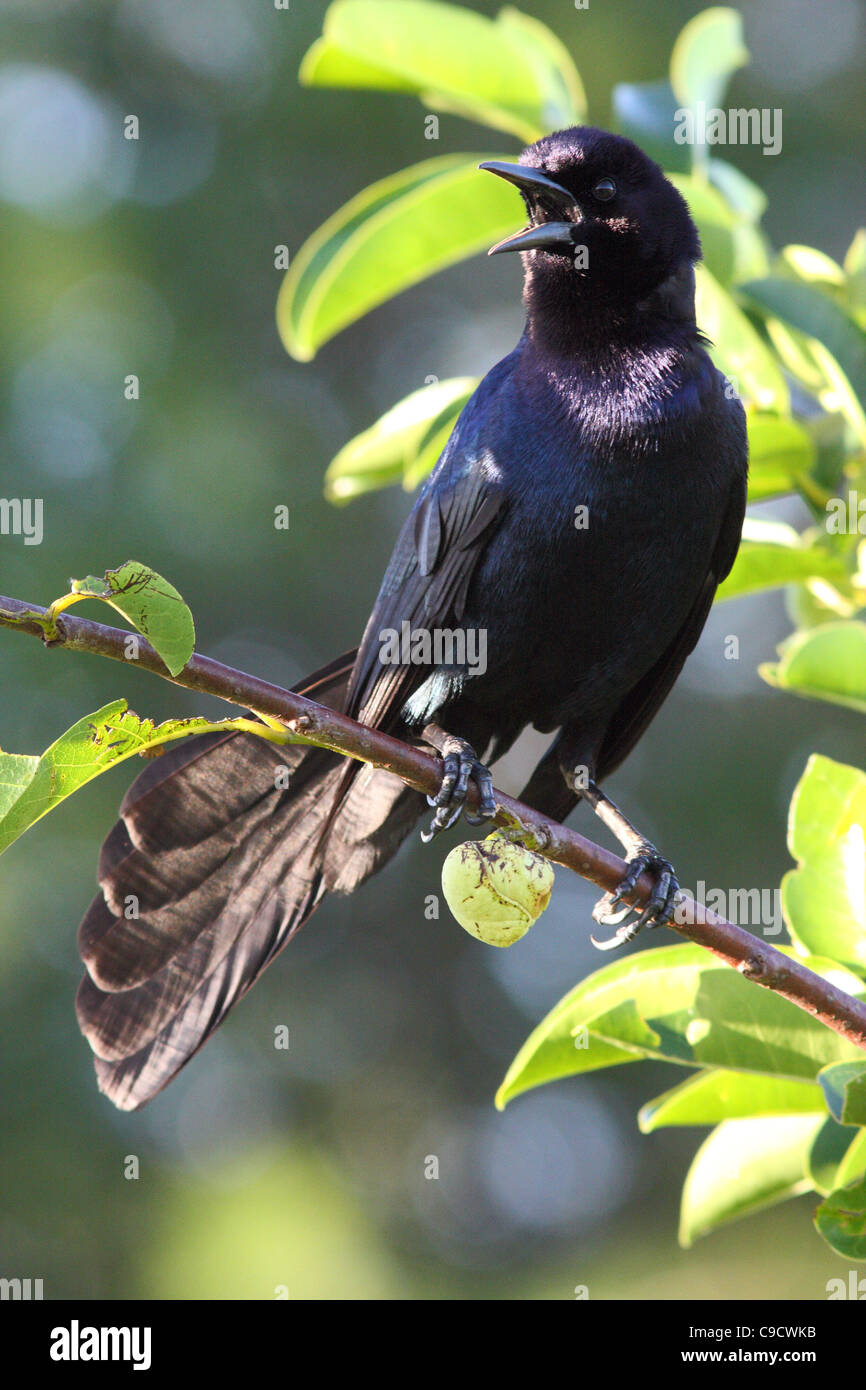 Boat-tailed grackle Stock Photo
