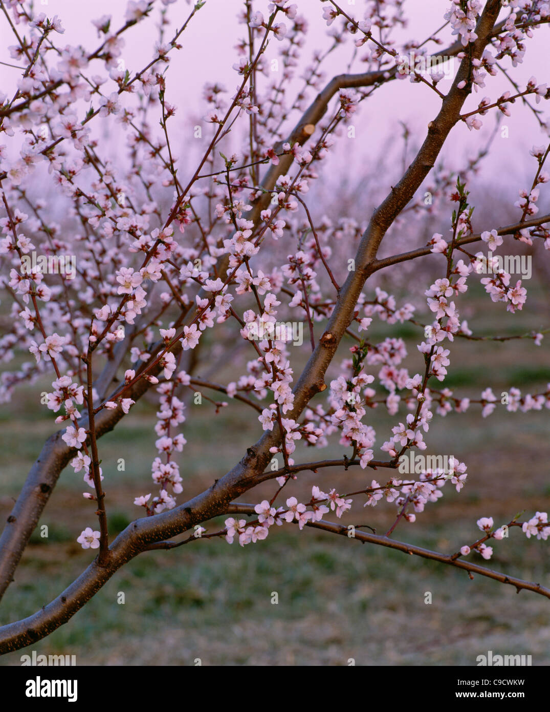 Young nectarine tree in bloom Stock Photo Alamy