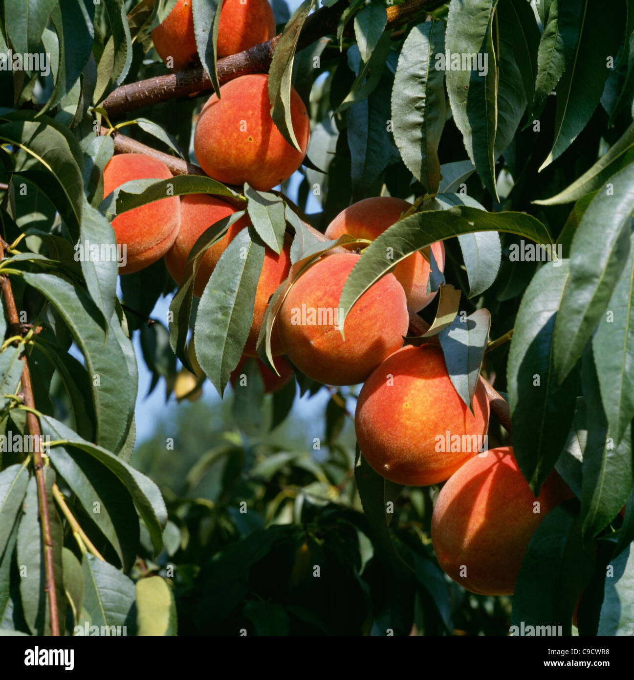 Peaches growing on tree Stock Photo Alamy