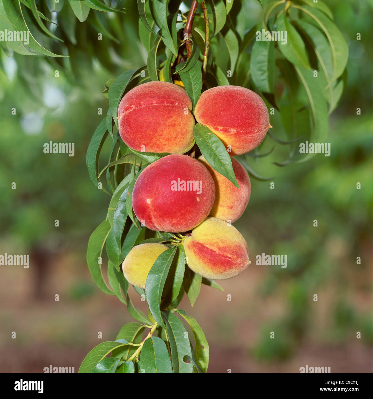 peaches hires stock photography and images Alamy