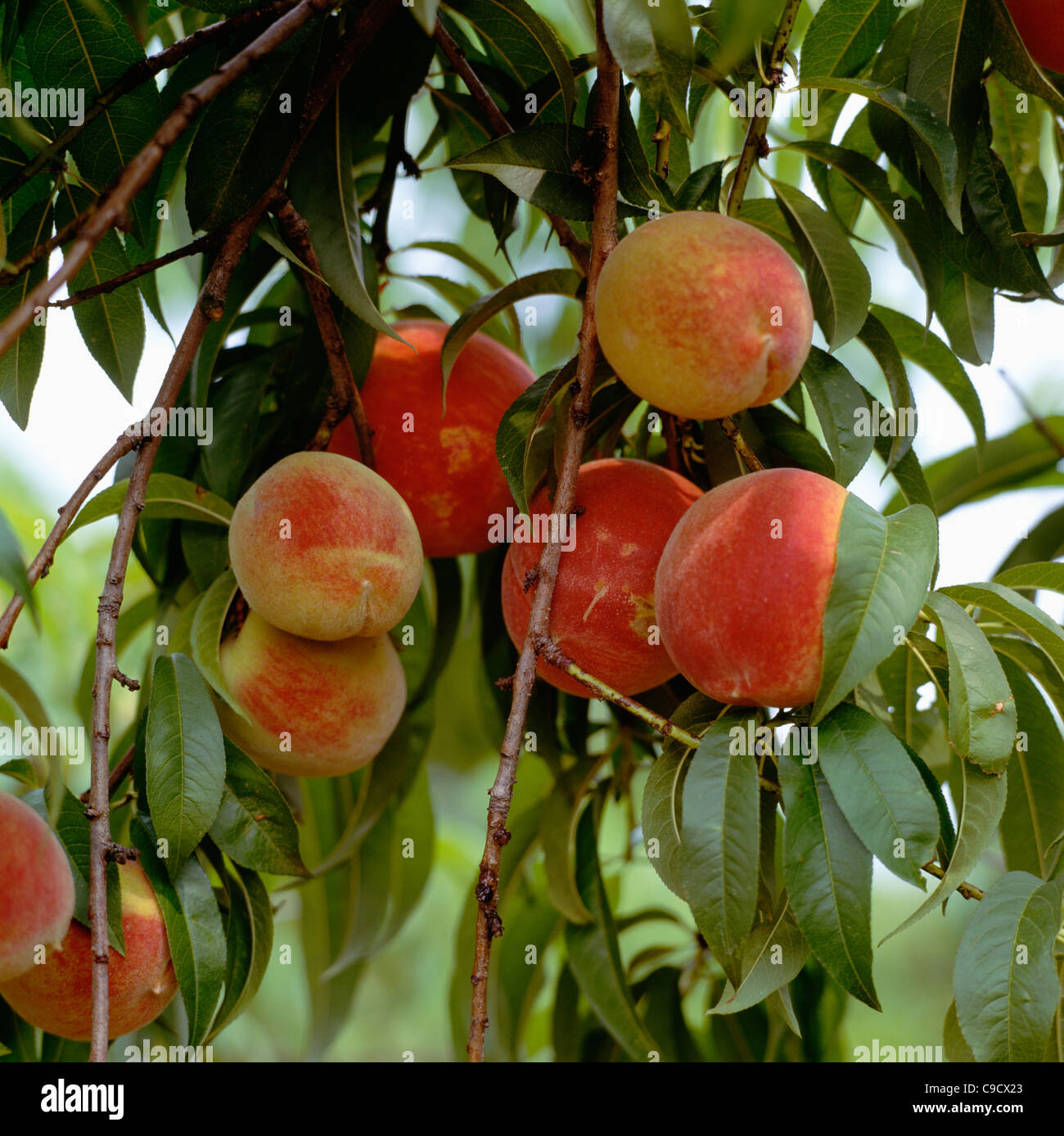 peaches hires stock photography and images Alamy
