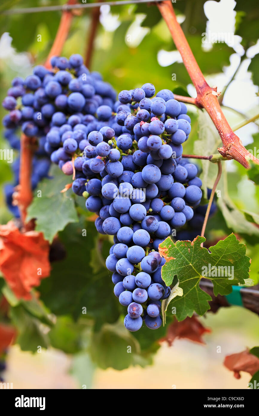 Purple grapes, Merlot variety, growing on the vine, Okanagan Valley, Osoyoos, British Columbia, Canada. Stock Photo