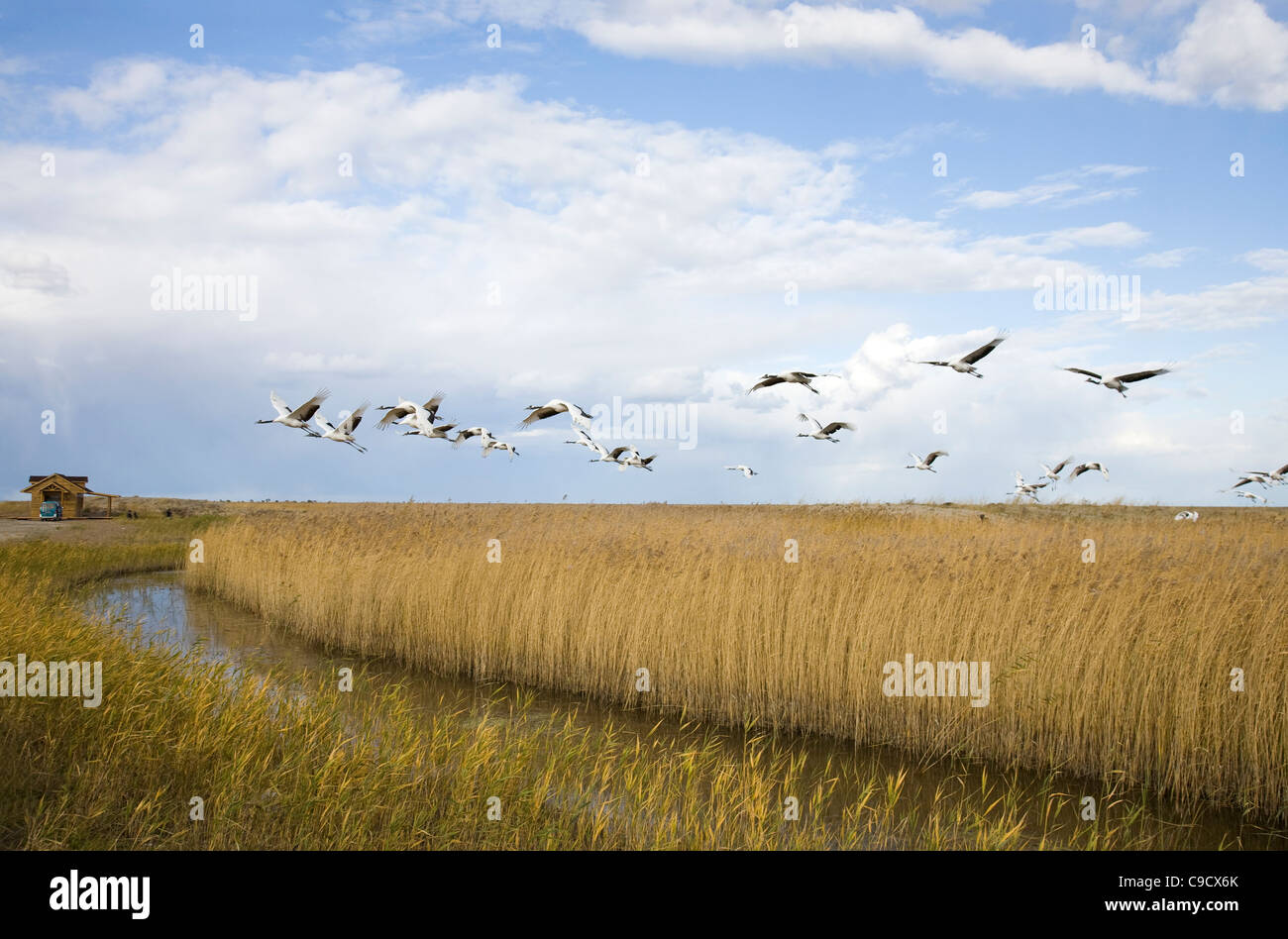 autumn landscape of cranes migrating over autumn marsh Stock Photo