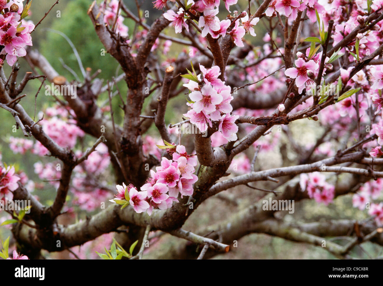Nectarine bloom on a tree attracts bees Stock Photo Alamy