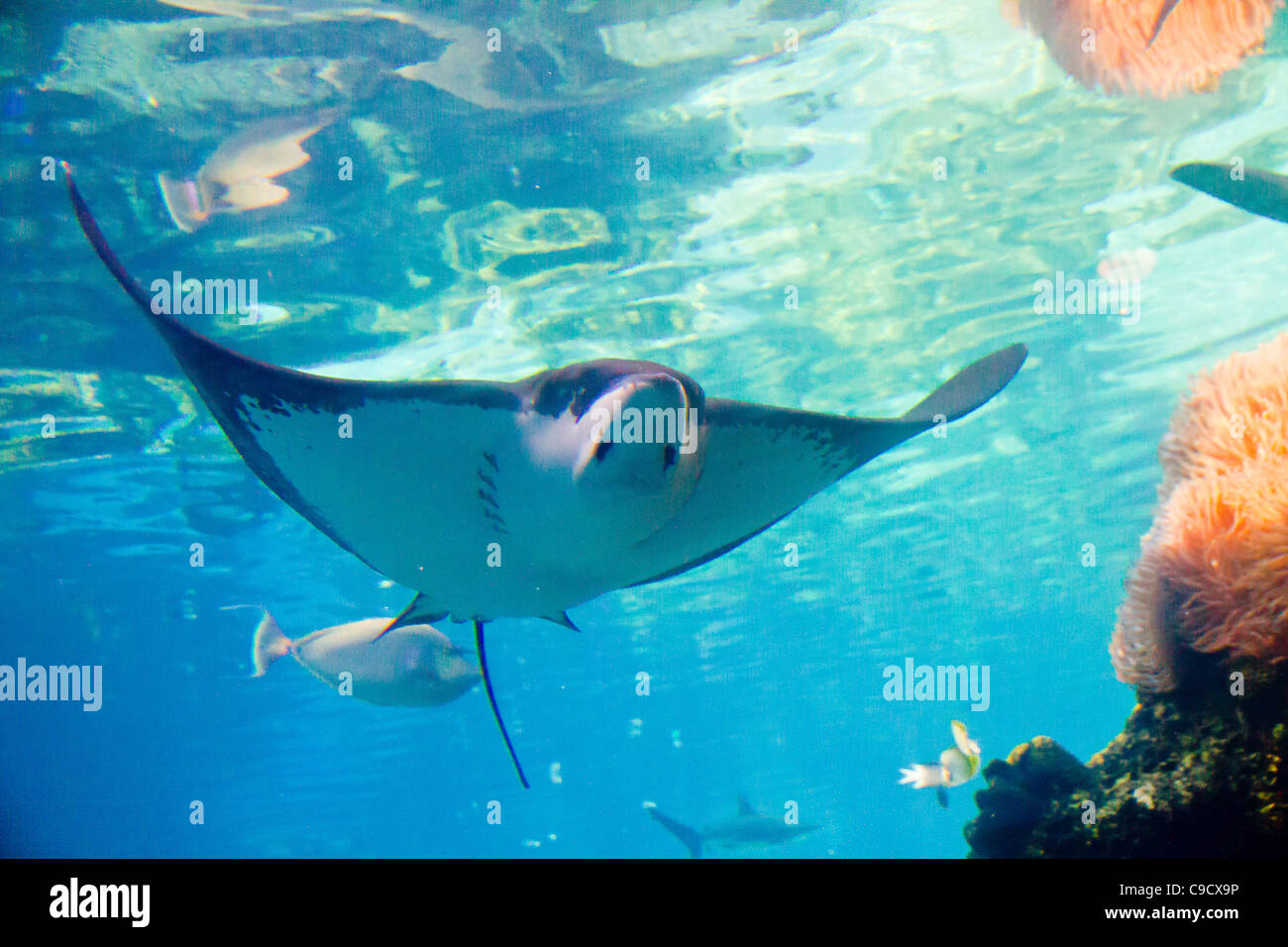 Ray swimming in Queensland Australia Stock Photo