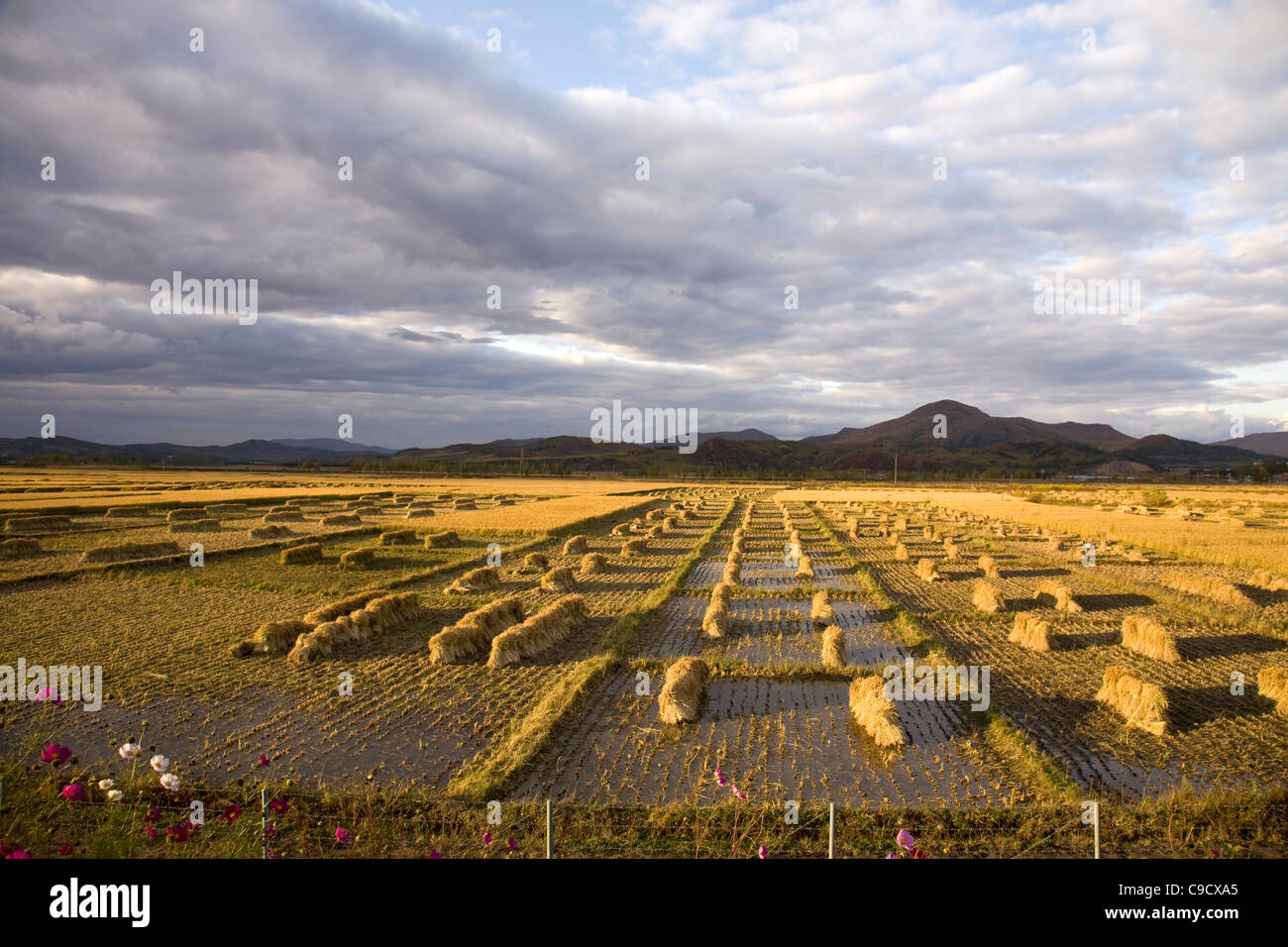 Harvest cropland under cloudy sky in autumn Stock Photo