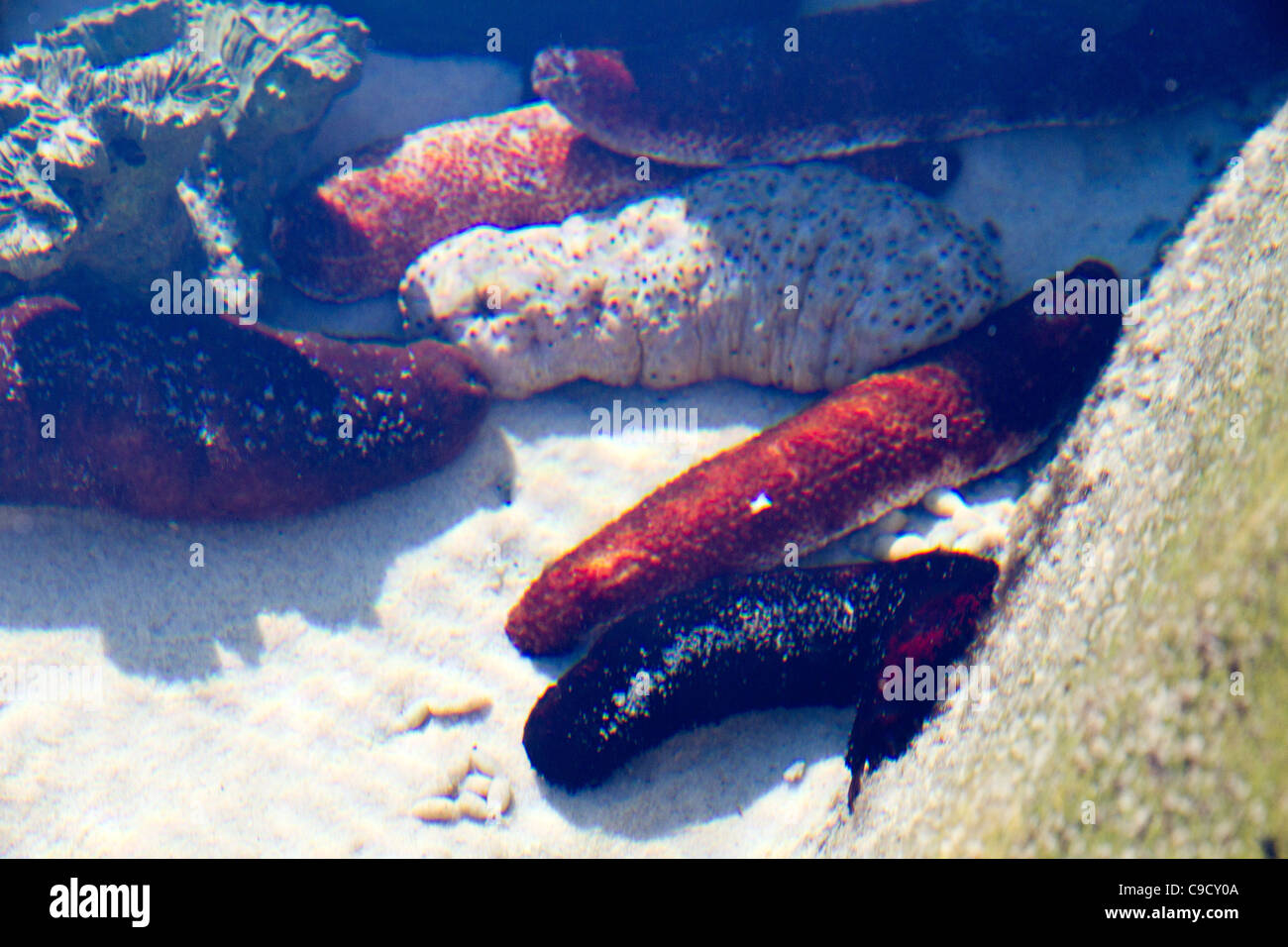 Sea Cucumbers in shallow water in Queensland Australia Stock Photo Alamy