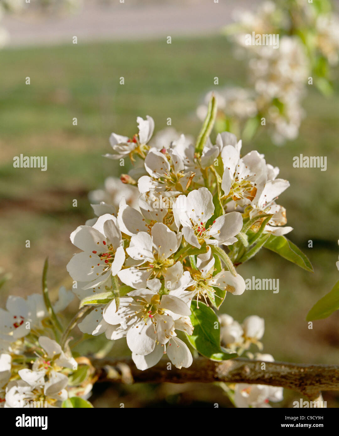 Nectarines in bloom, orchard, Columbia River, Washington state Stock