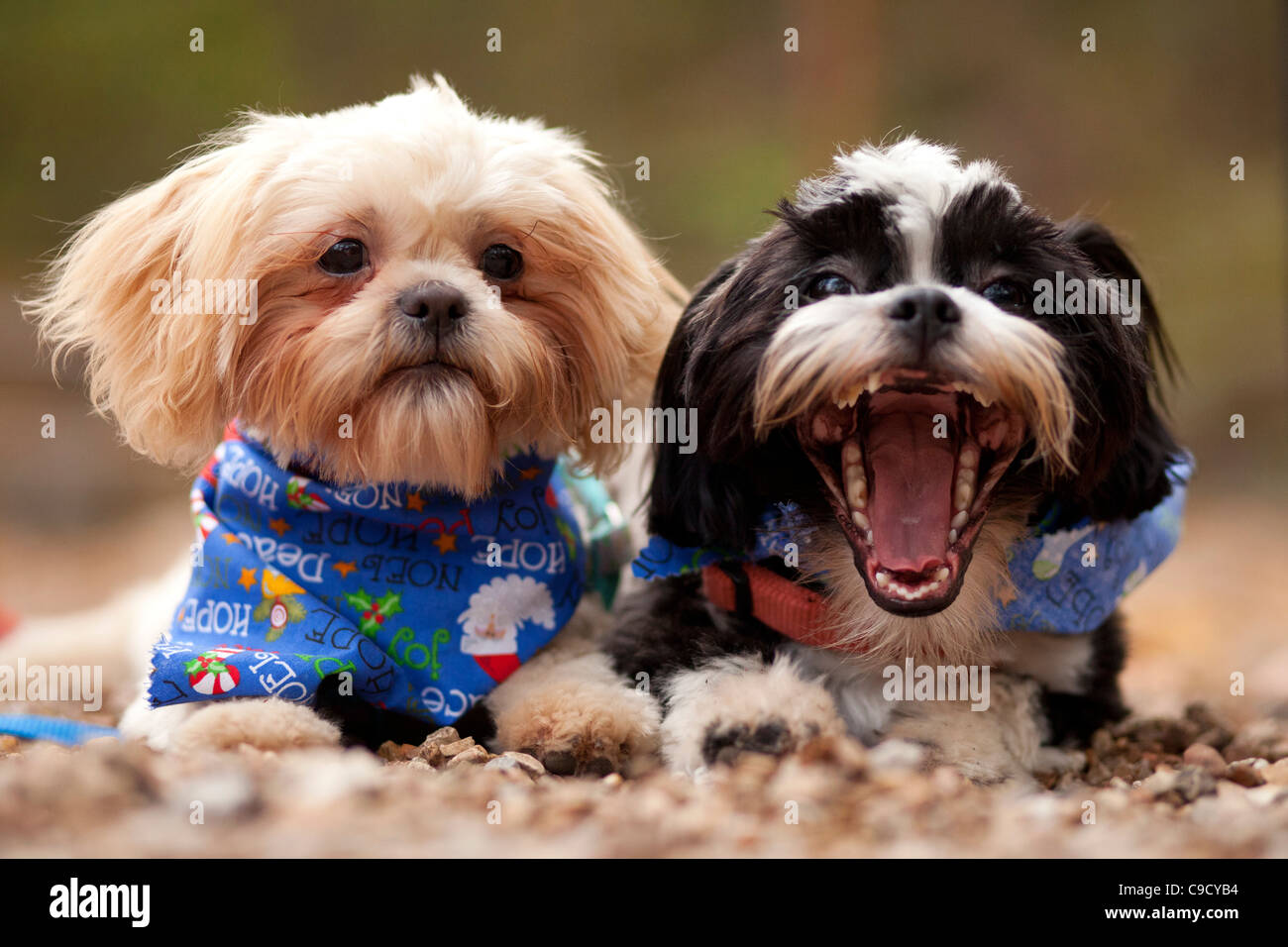 A pair of Shih-Tzu puppies laying next to each other. Stock Photo
