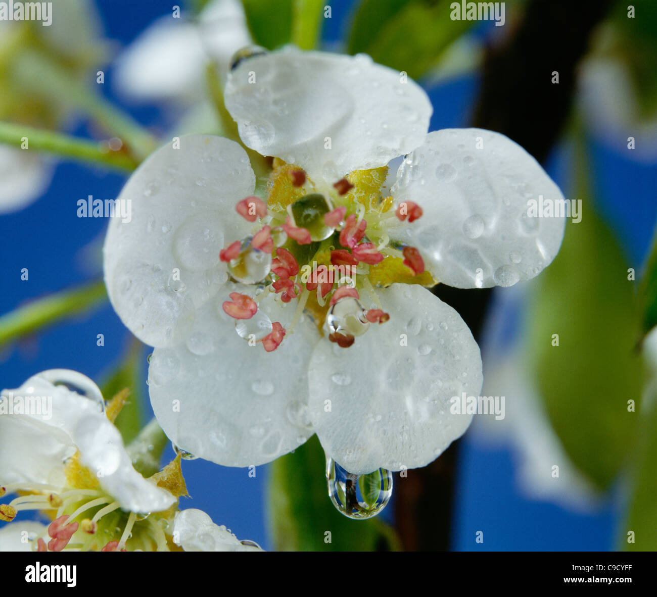 Bartlett pear blossoms showing petals, pistils and stamens. Stock Photo