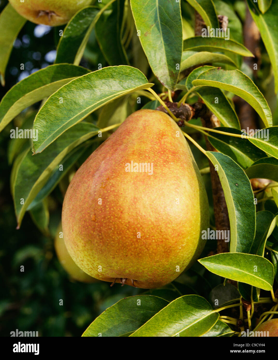 D'anjou pear' grown in Northeast and Northwest Stock Photo Alamy