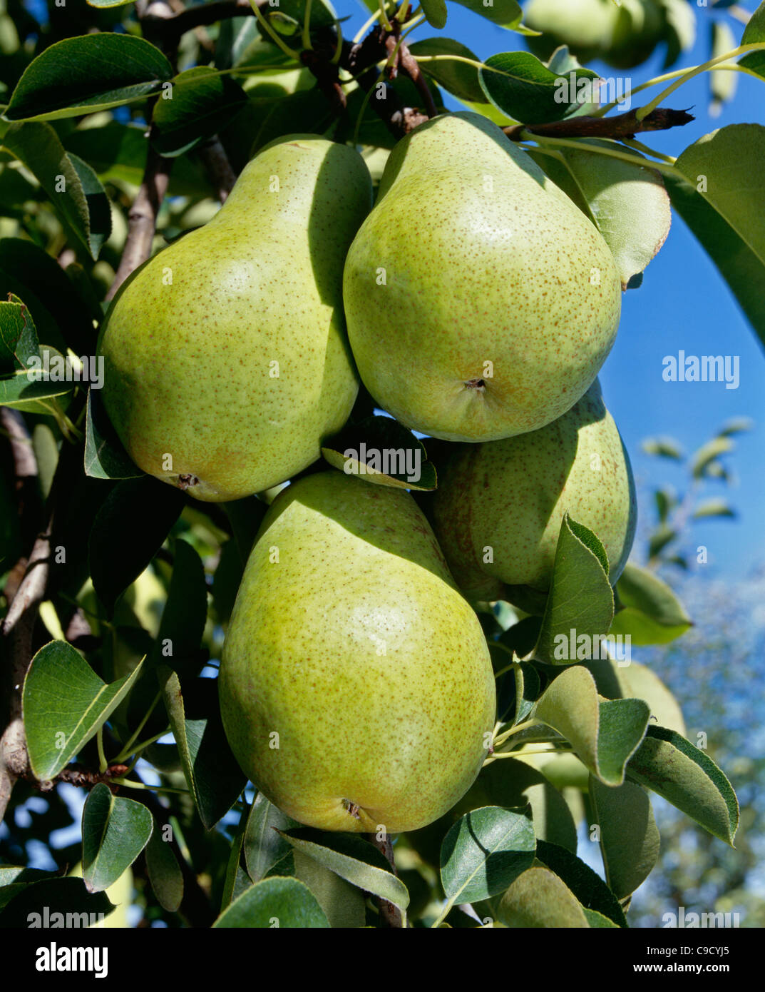 Yellow Bartlett pears (grown in both northeast and northwest Stock