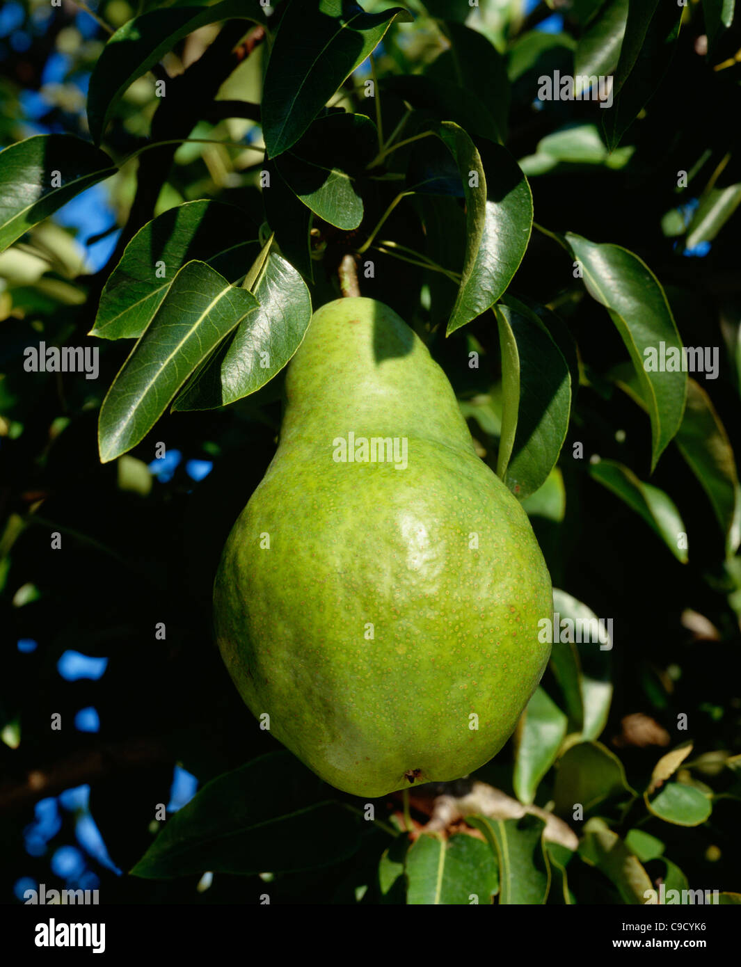 Covert pear. Stock Photo