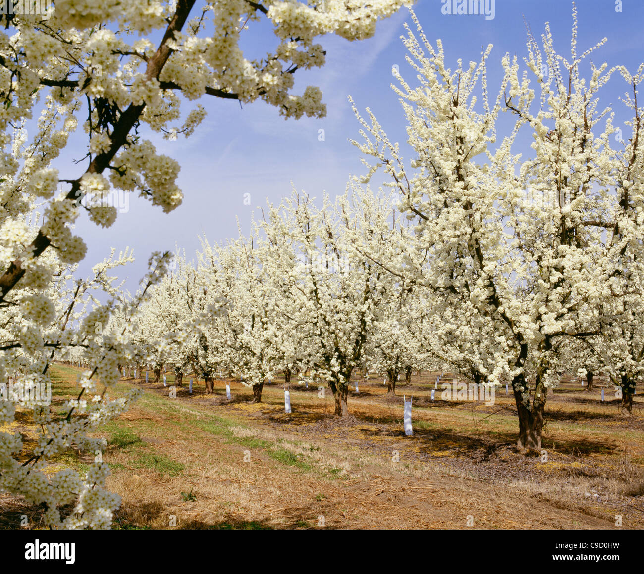 Frontier plum orchard in bloom Stock Photo Alamy