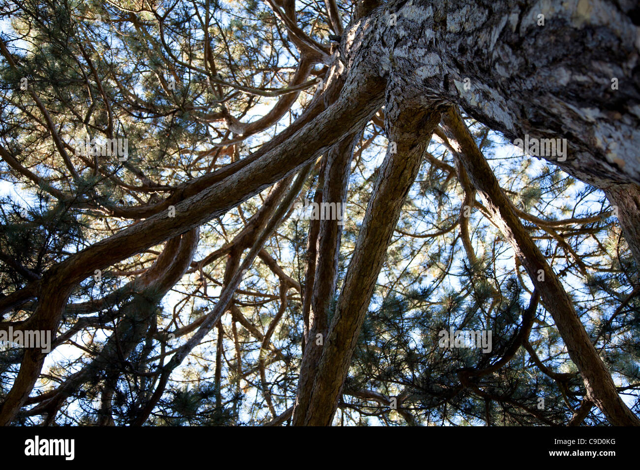 Pinus Nigra at Kew Gardens - London Stock Photo