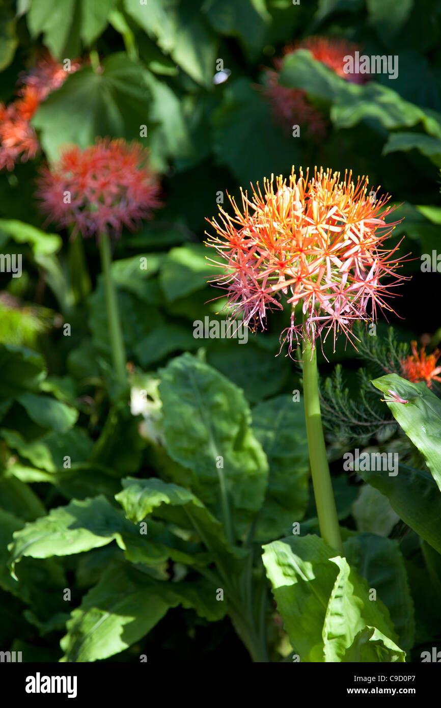 Scadoxus Multiflorus or Blood Lily at Kew Gardens Stock Photo