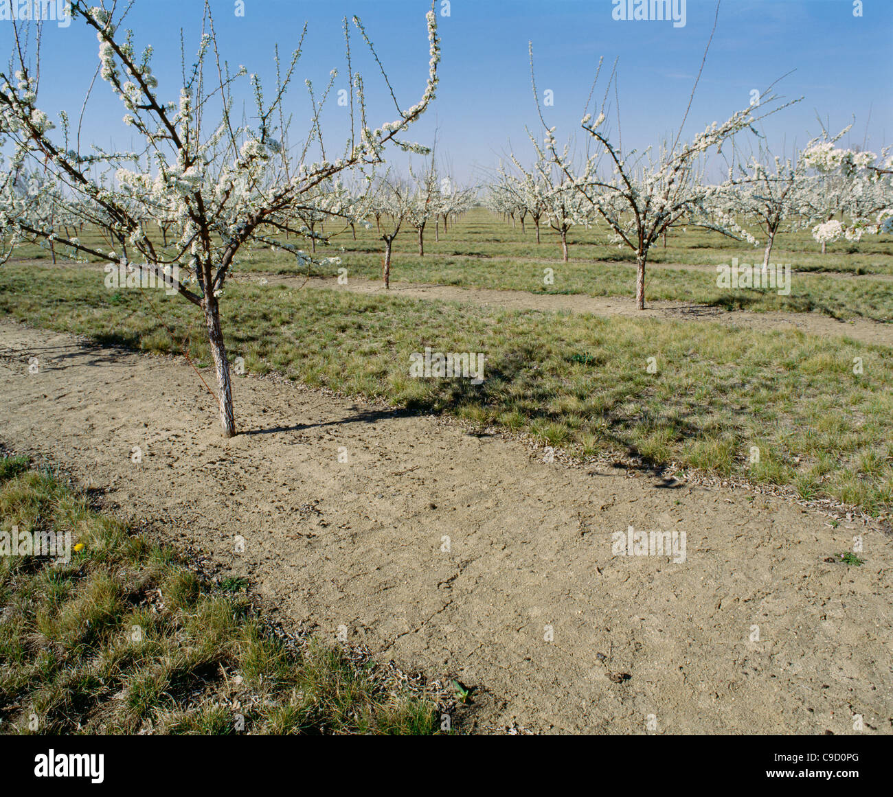 plum trees with perfect herbicide protection down the rows Stock Photo