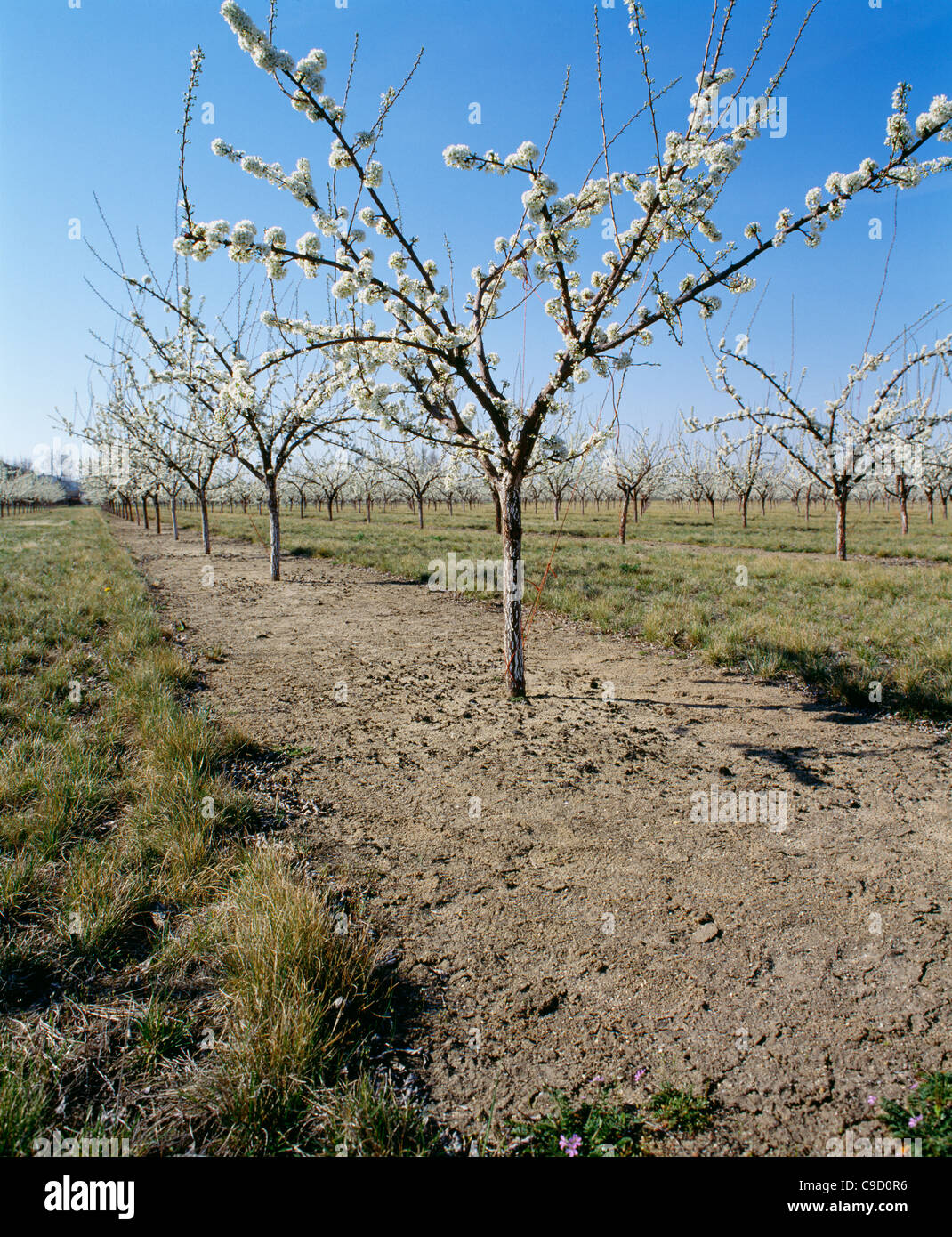 Plum trees with perfect herbicide protection down the rows Stock Photo