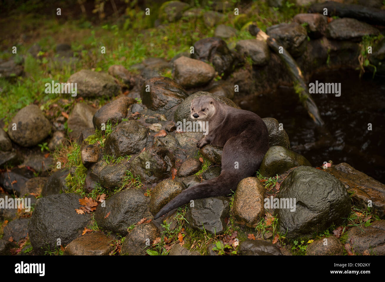 North American River Otters also known as Canadian River Otters at the