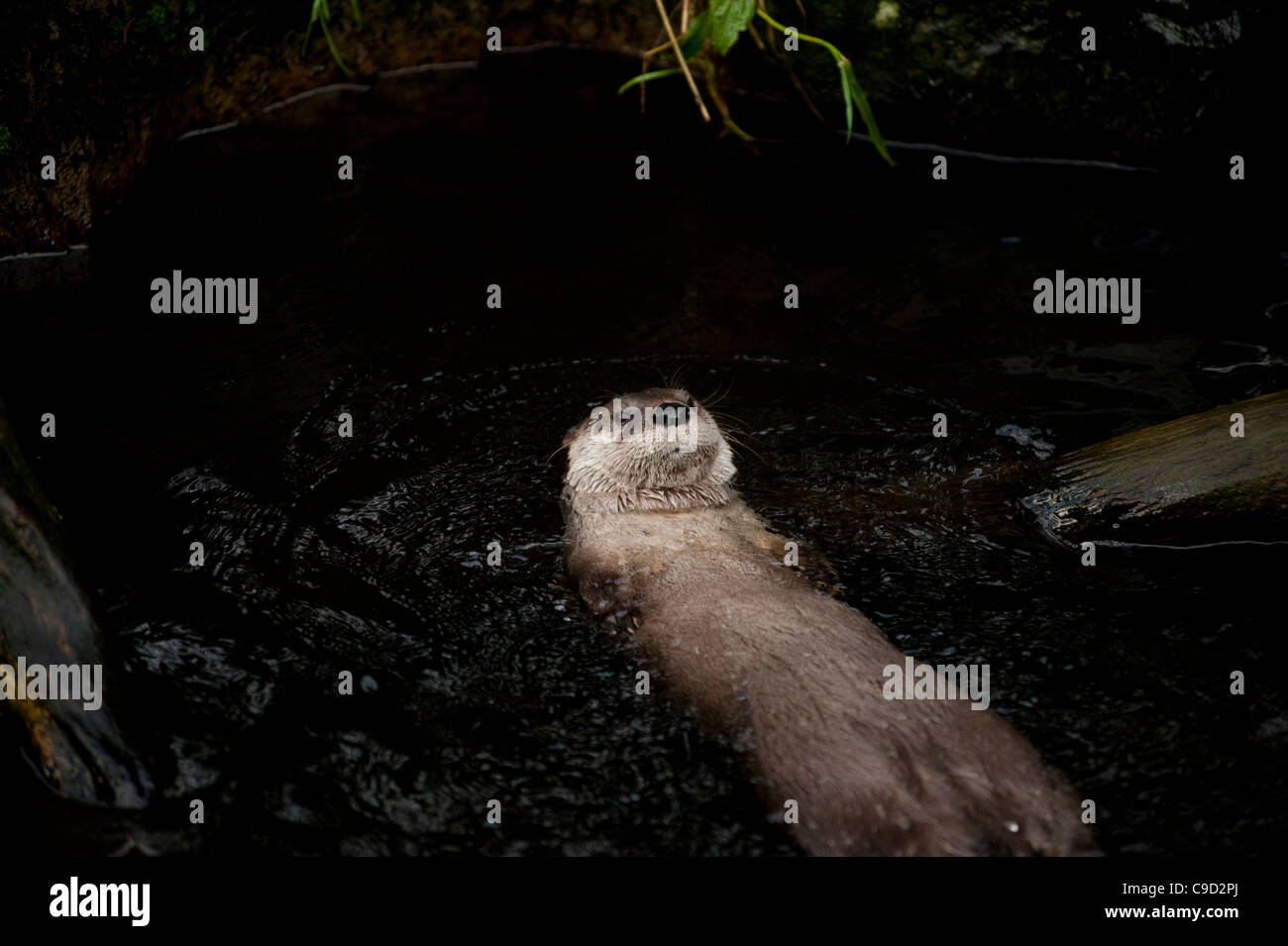 North American River Otters also known as Canadian River Otters at the