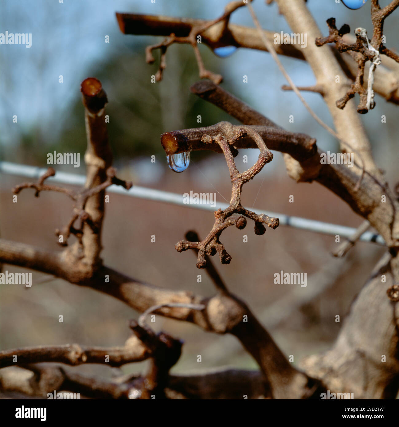 Muscadine grapes during winter, after fall pruning, stem bleeding sap